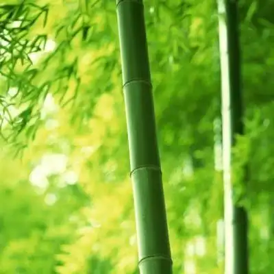 微信头像竹林听雨_头像图片_扣扣乐园