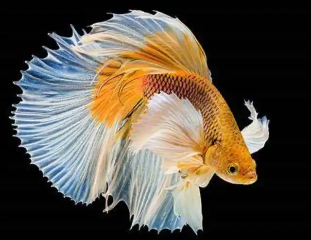 见过有人斗鸡,您见过斗鱼比赛吗?两大绝技让这种鱼很不好惹!