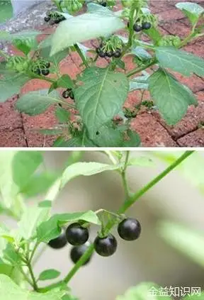 第五,还可以治疗一些女性白带,盆腔炎等女性妇科炎症.