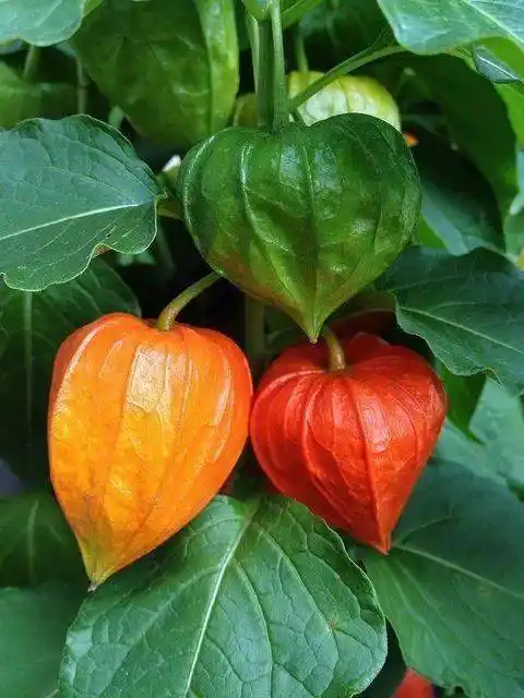 灯笼果_黄色_柔毛_钟状