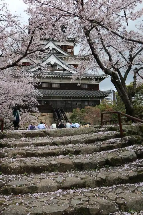 【图】广岛-樱花_皇冠论坛_汽车之家论坛