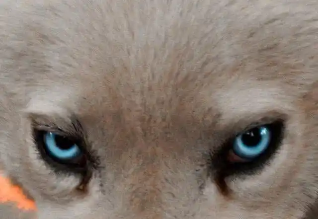 心理测试选择一双你觉得最凶狠的眼睛测试你骨子里有多狠心