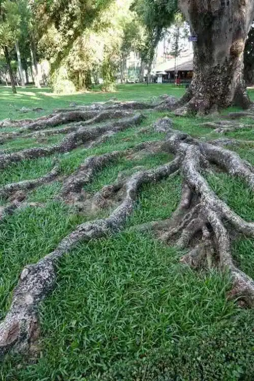 壮观!南方一棵参天大树的根系很发达,紧贴地面蜿蜒曲折