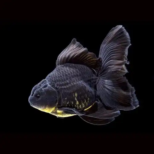 热销黑尾_金鱼活体泰狮 宽尾 黑泰狮 兰寿 宠物 鱼苗 包邮 淡水鱼冷水