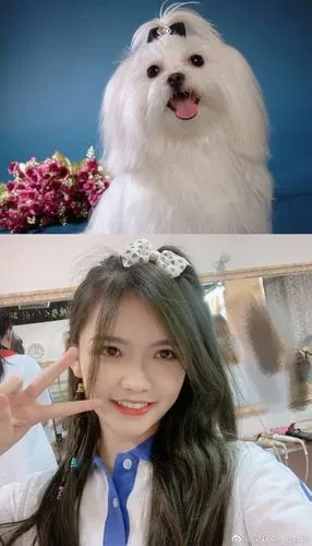 熊猫沈梦瑶爱斯基摩犬(瑶瑶这里画风突变表情包)李艺彤海豹海豹海豹左