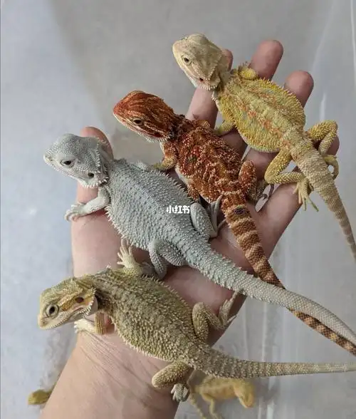 关于鬃狮蜥的饲养介绍以及色系基因全解