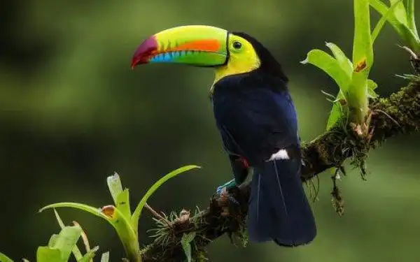 世界上最罕见美丽的十种鸟第二种寿命达50岁2