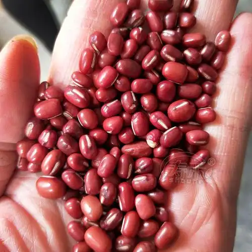 红小豆种子农家小豆种籽黑龙江早熟籽种小红豆自产家庭园艺种子