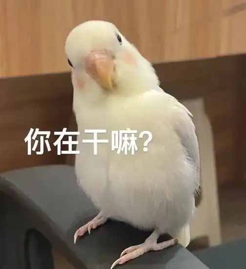 牡丹鹦鹉 #鹦鹉表情包 #鹦鹉鹦鹉萌萌哒逗 - 抖音