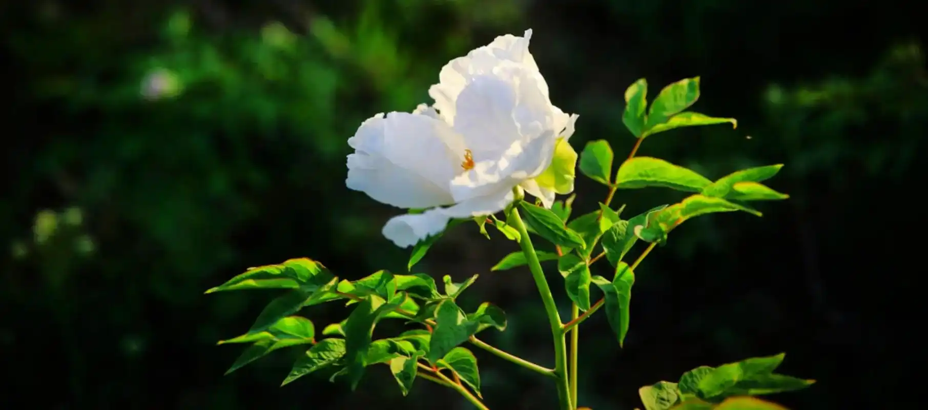 牡丹花寓意着吉祥富贵,它开花的时候花色鲜艳,花朵像 - 抖音