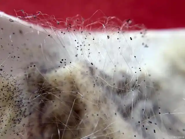 可怕疾病蔓延印度,致死率远超"新冠"|真菌|毛霉菌|毛霉菌病_网易订阅