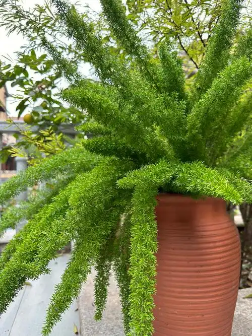 植物之美狐尾天门冬