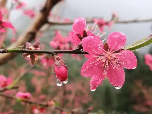 南武当:雨中桃花分外红