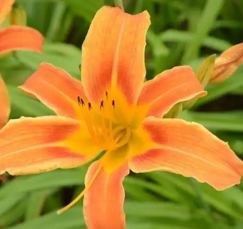 一生与金钱有缘,2019年金运缠身,财富不断增加,收获成功的生肖