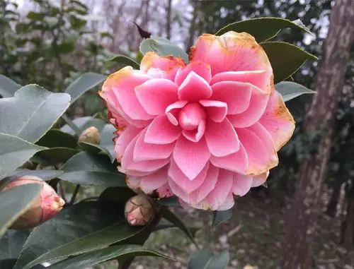 茶花满路为谁开