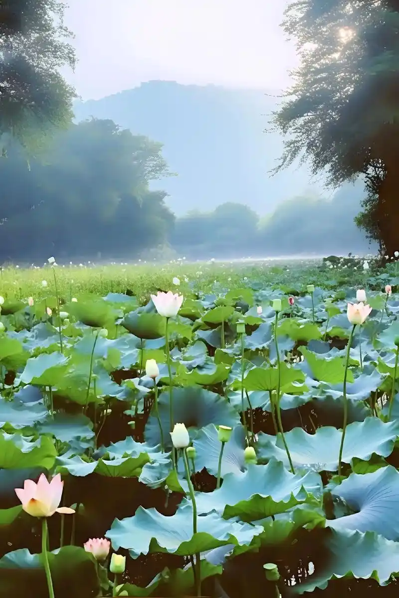 我没有高楼大厦,但却有这片荷塘.宁静,淡泊,喜欢自在的生活, - 抖音