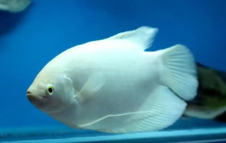 招财鱼知识大全_招财鱼喂养教程_招财鱼病症处理