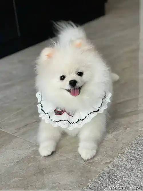 广州买博美犬首页网站(广州天河区)博美犬多少钱一只