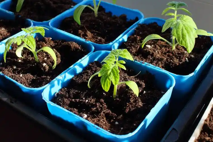 番茄幼苗在房子窗台上的盆子里特写背景番茄幼苗在房子窗台上的盆子里