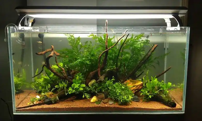 90缸新景 - 水草造景 - cta南美水族