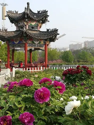 游山东荷泽曹州牡丹园