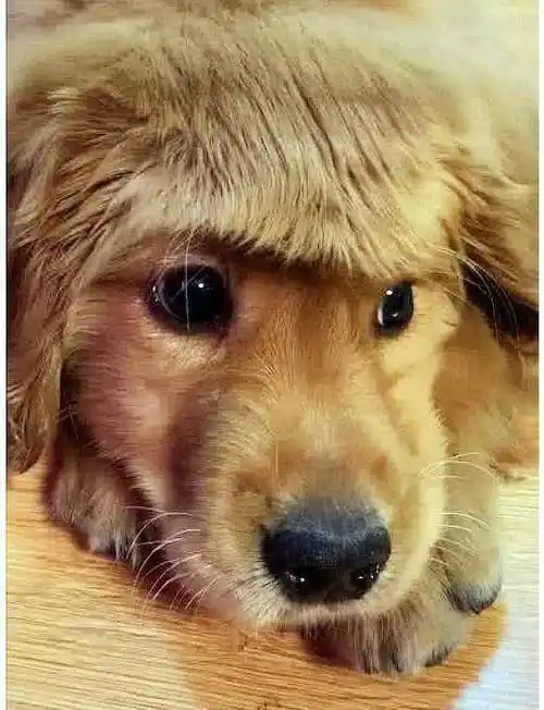 出门前先梳个靓头,出门后便是最靓的金毛,金发碧丝眉清目秀_发型_毛发