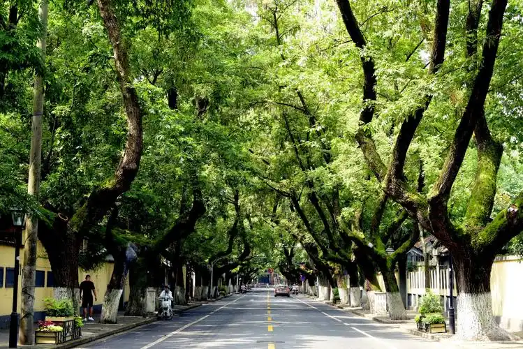 南京盛夏的行道树随拍