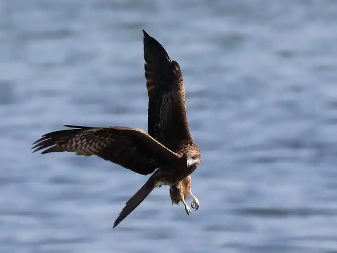 展翅飞翔的老鹰图片1600x900分辨率查看