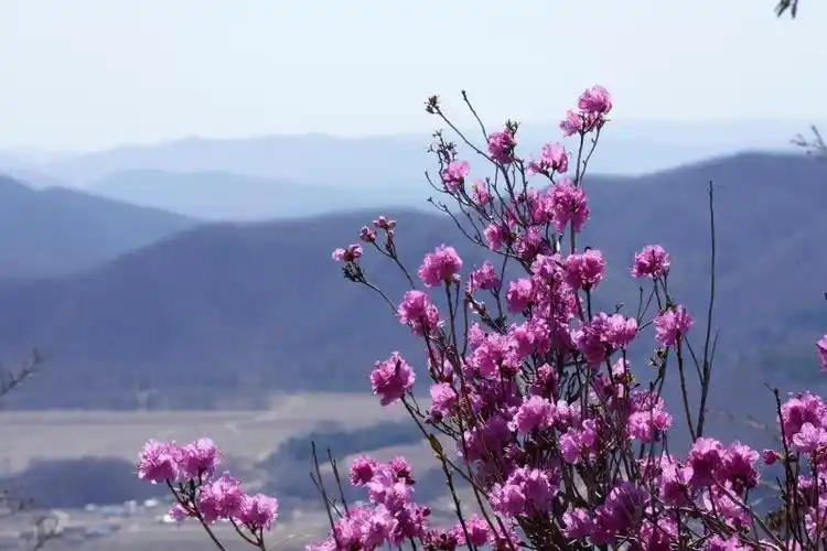 0 新闻首页 推荐金达莱,别名杜鹃,是中国延边朝鲜族自治州的州花,延吉