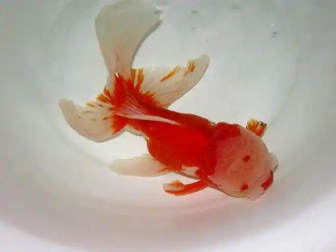 美丽的狮子头金鱼