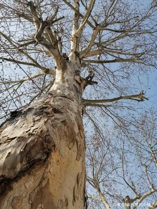 梧桐树的枝干好像把天给遮挡住了