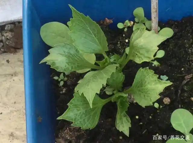 买个"地瓜"就能种出大丽花,买种子更便宜,幼苗移盆里照常开花