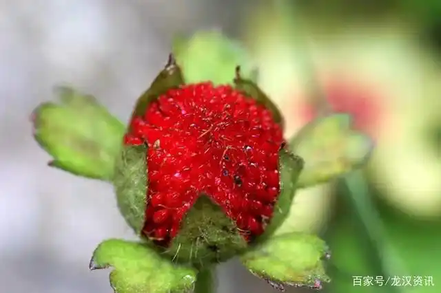今天见到的蛇莓果