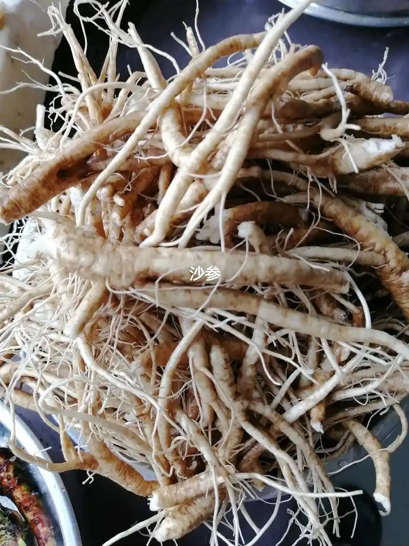 杏叶沙参,也称为南沙参,中药当中为上品. - 抖音