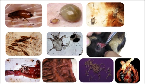 猫身上的寄生虫必须了解,有些会使人致病