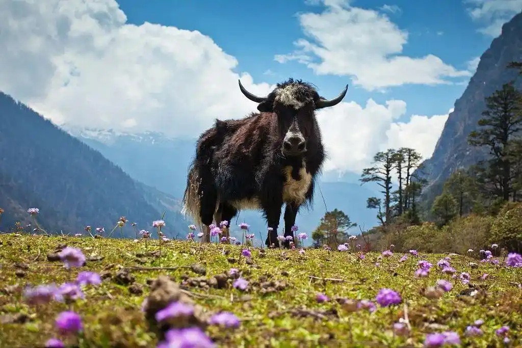 青藏高原上仅存的冰期动物牦牛