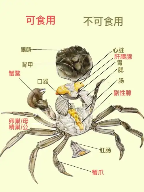 一口气读完螃蟹的可食用部位说明!及常见螃蟹的区别!