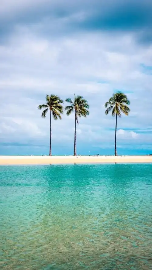 海边椰子树迷人的风光