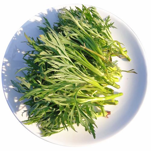 新鲜东北野菜柳蒿500克满2份包邮水蒿酱菜应季其它