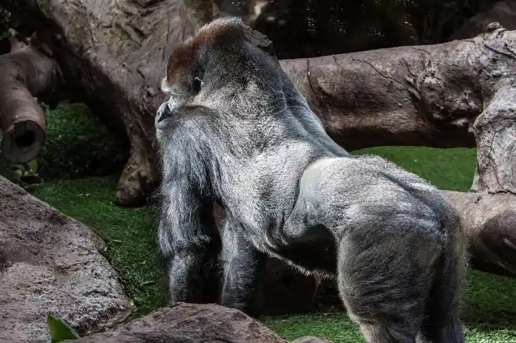 棋逢对手还是送餐上门银背大猩猩和老虎相搏谁能够兵不血刃