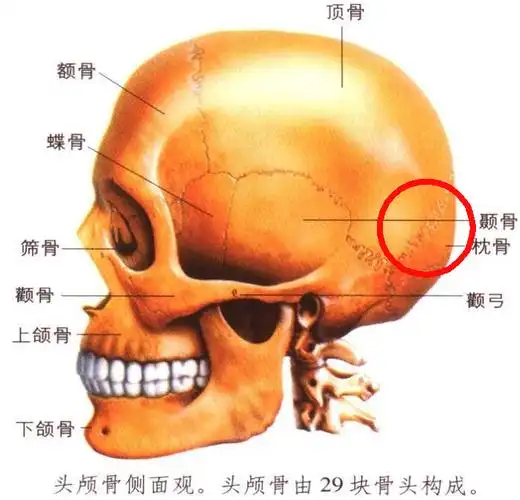p>人字缝(lambdoidsuture)位于 a target="_blank" href="/item/颅骨