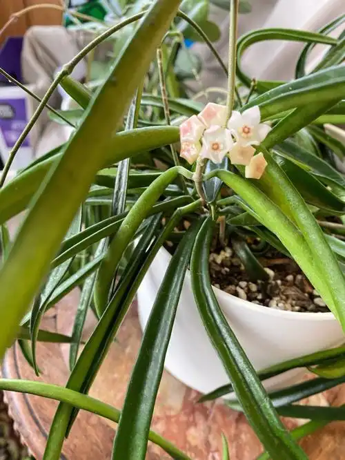 长叶球兰hoyashepherdii