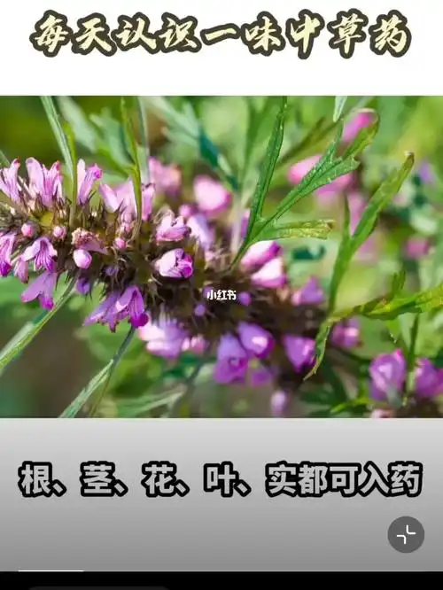 益母草有使用过的吗麻烦分享一下好处