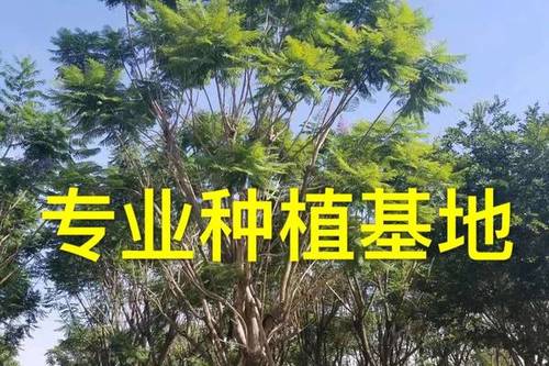 0/棵 二十公分蓝花楹报价 蓝花楹树批发  蓝花楹供应