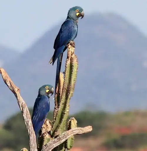 李尔氏金刚鹦鹉