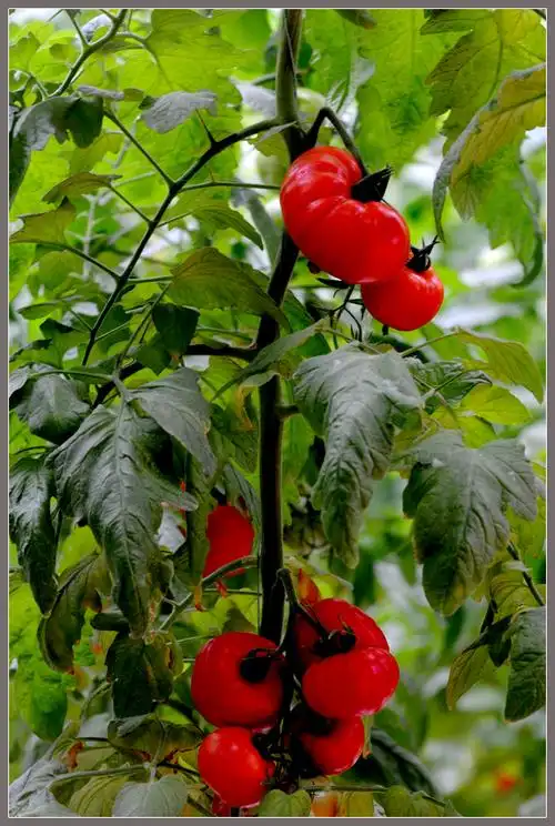 西红柿树 - 陈家斌的博客 - 陈家斌的博客 - 精英博客