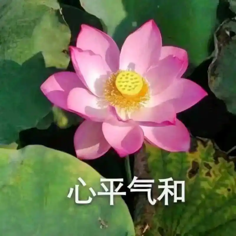 最爱荷花.#老年人头像 #荷花 #该换头像了 - 抖音