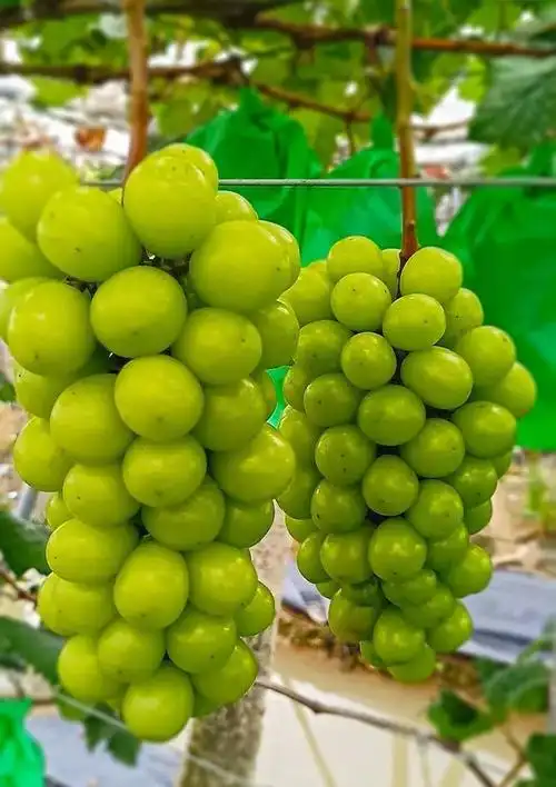 精品潜江阳光玫瑰欢迎老板来考察