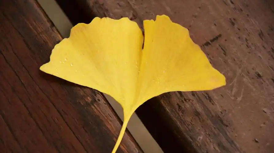 高清银杏树叶图片(9/14)