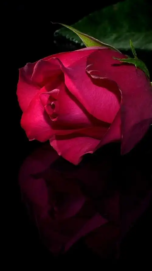 一朵红玫瑰,黑暗,黑色背景 iphone 壁纸